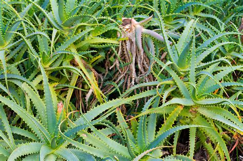 尖刺植物